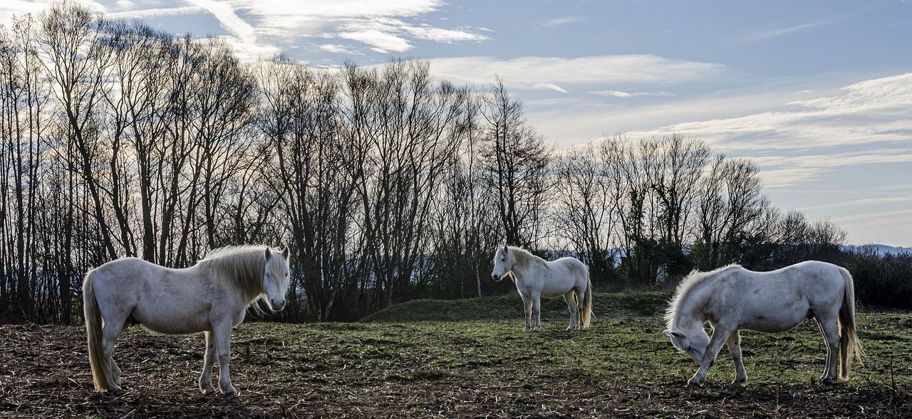 Chevaux dans un pré, un paysage de l'Orne