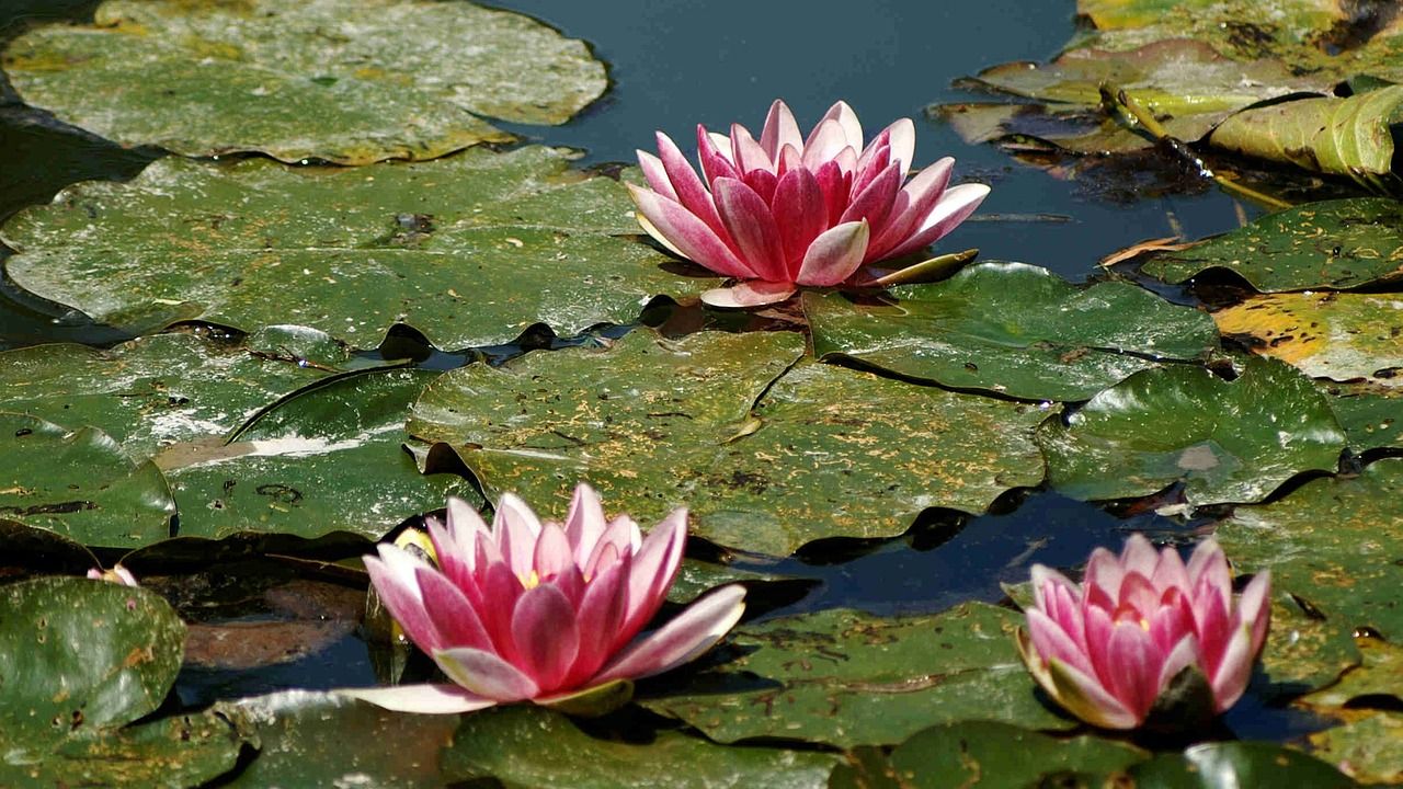 Les nymphéas de Giverny, près de Vernon
